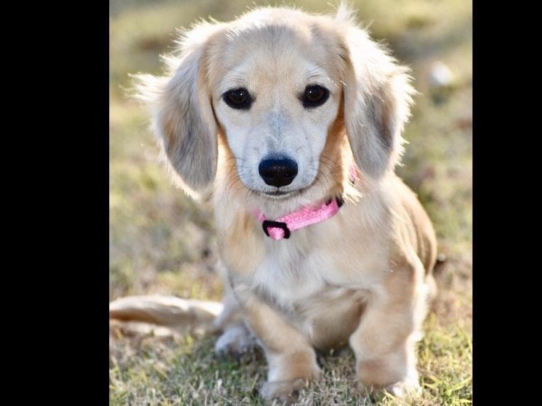 Dachshund Puppies breeder image 11
