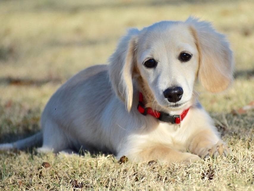 Dachshund Puppies breeder image 13