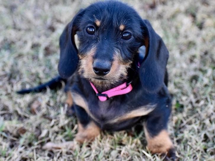 Dachshund Puppies breeder image 12