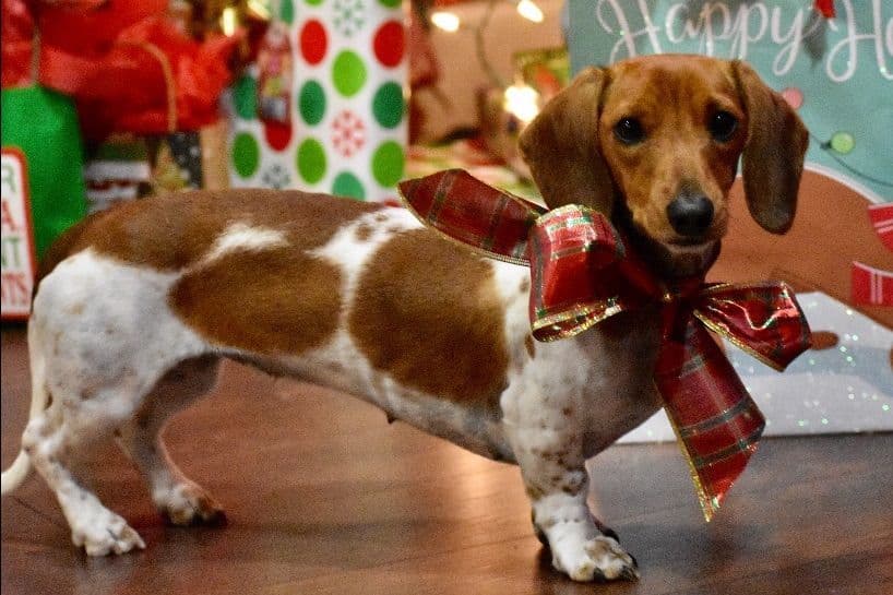 Dachshund Puppies breeder image 10