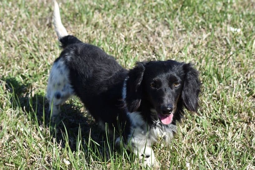 Dachshund Puppies breeder image 9