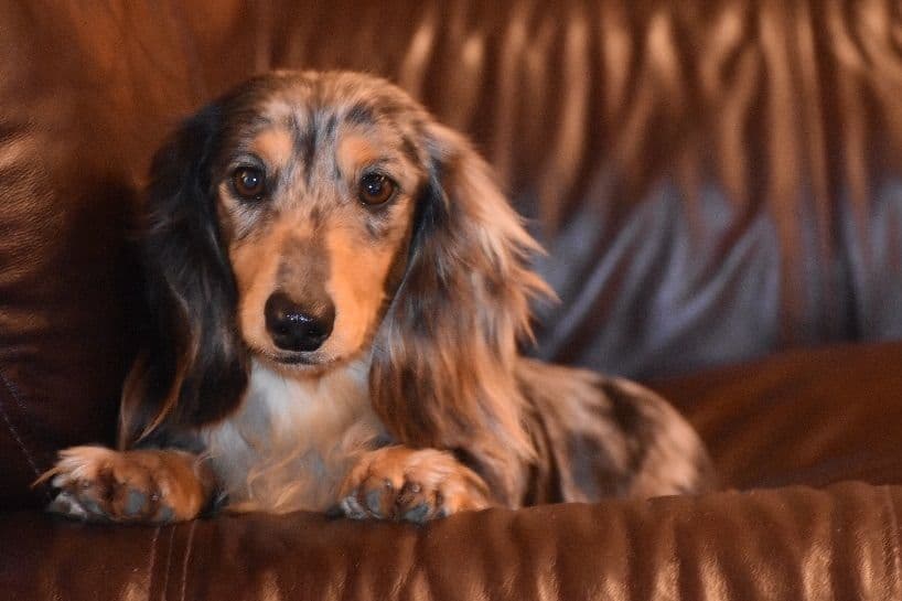 Dachshund Puppies breeder image 8