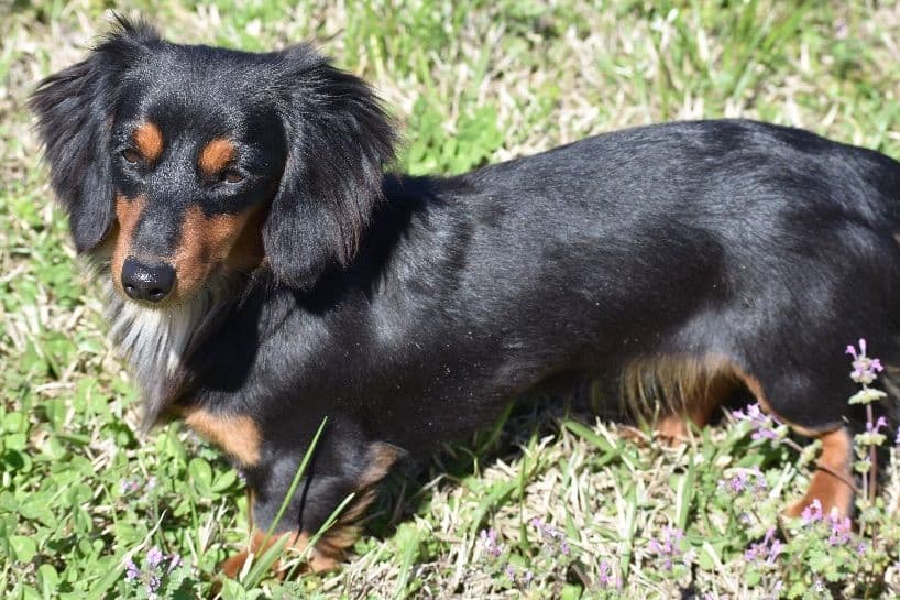 Dachshund Puppies breeder image 7