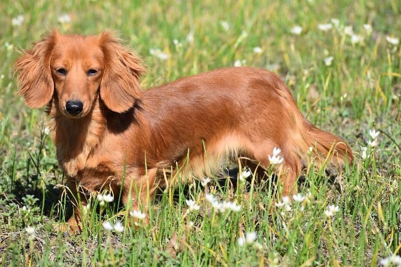 Dachshund Puppies breeder image 6