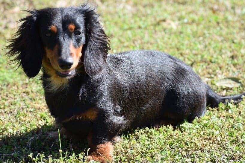 Dachshund Puppies breeder image 5