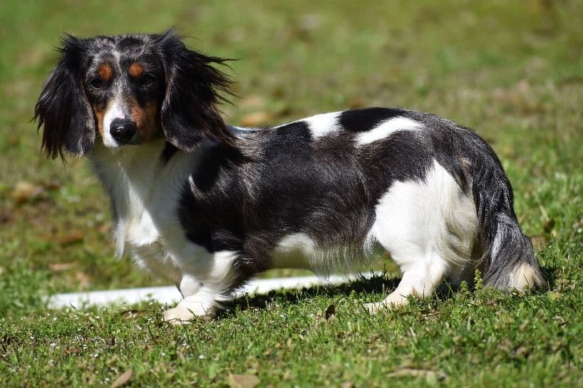 Dachshund Puppies breeder image 4