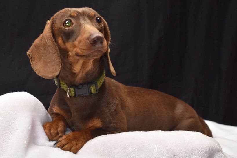 Dachshund Puppies breeder image 2