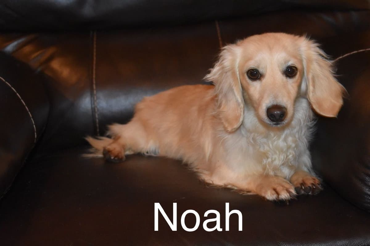 Dachshund Puppies breeder image 17