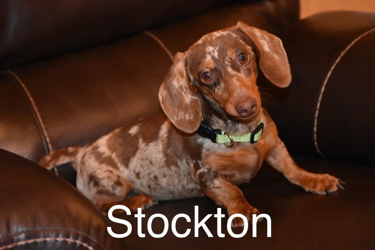 Dachshund Puppies breeder image 19