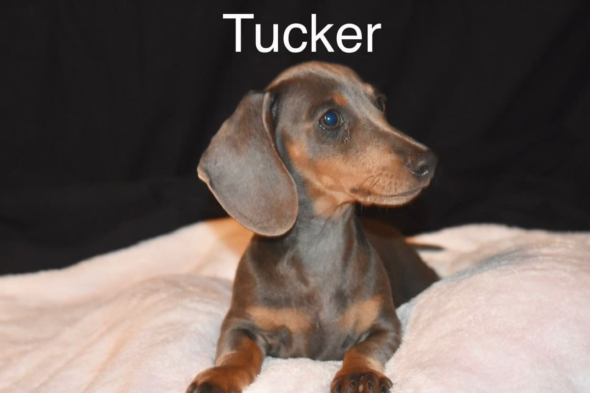 Dachshund Puppies breeder image 18