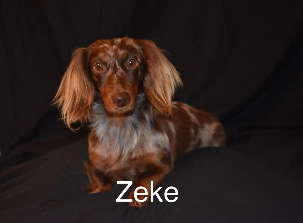 Dachshund Puppies breeder image 20