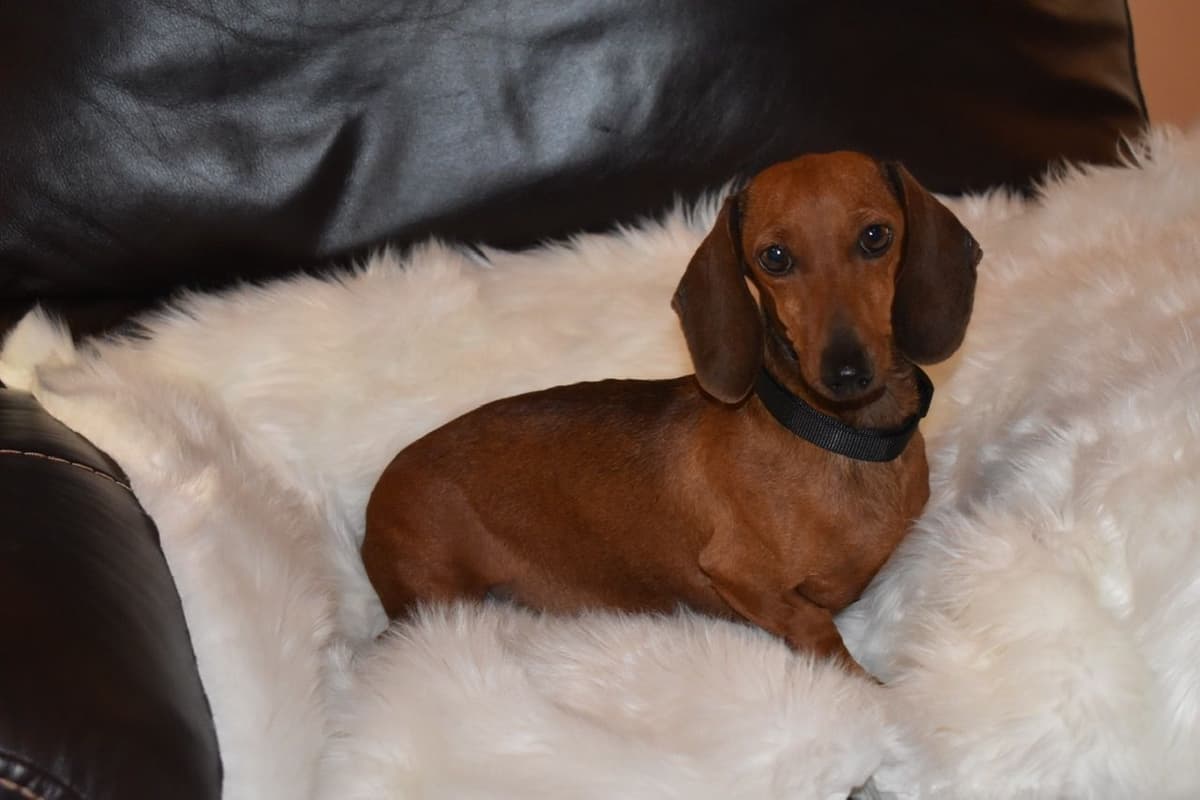 Dachshund Puppies breeder image 21