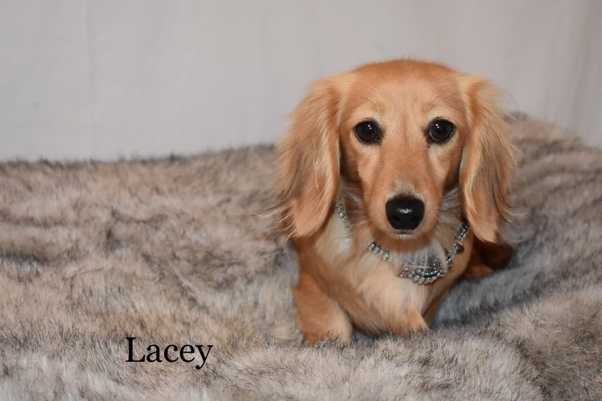 Dachshund Puppies breeder image 22