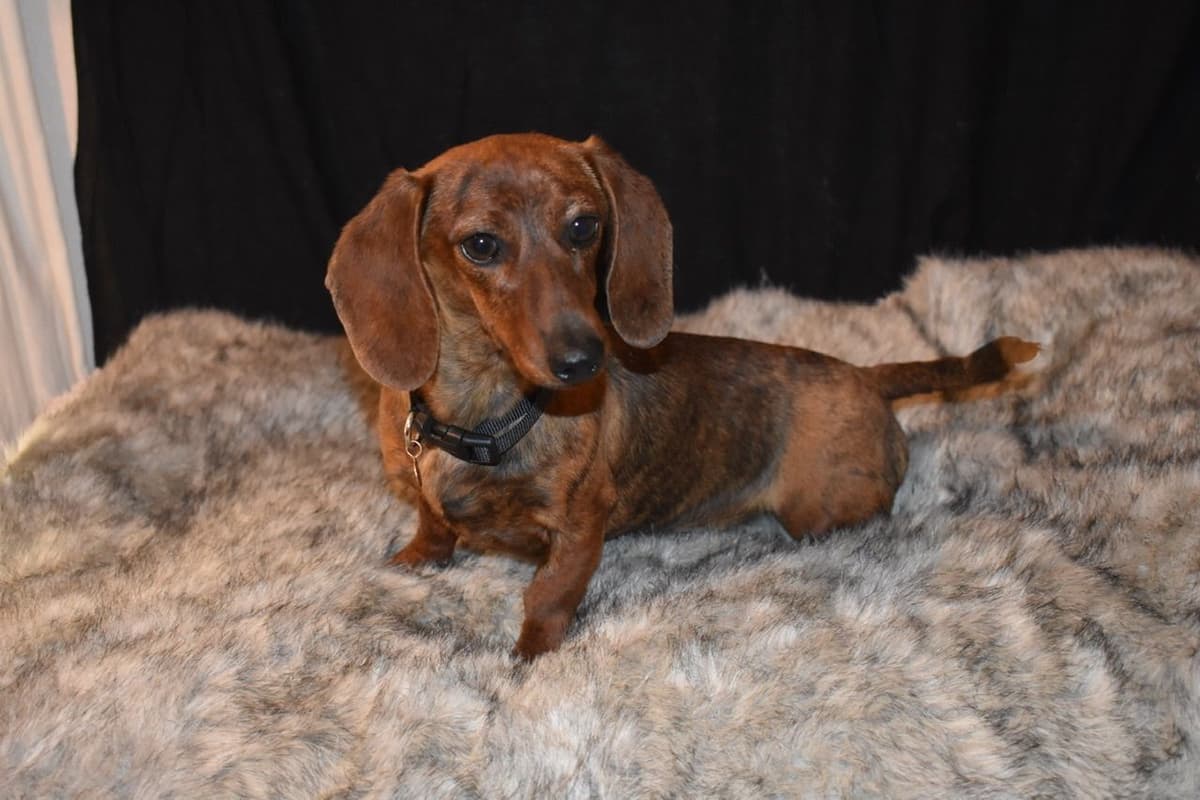 Dachshund Puppies breeder image 26