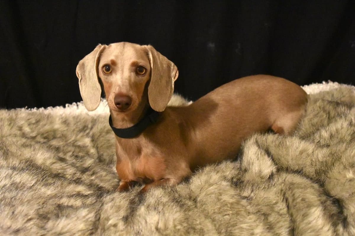 Dachshund Puppies breeder image 23