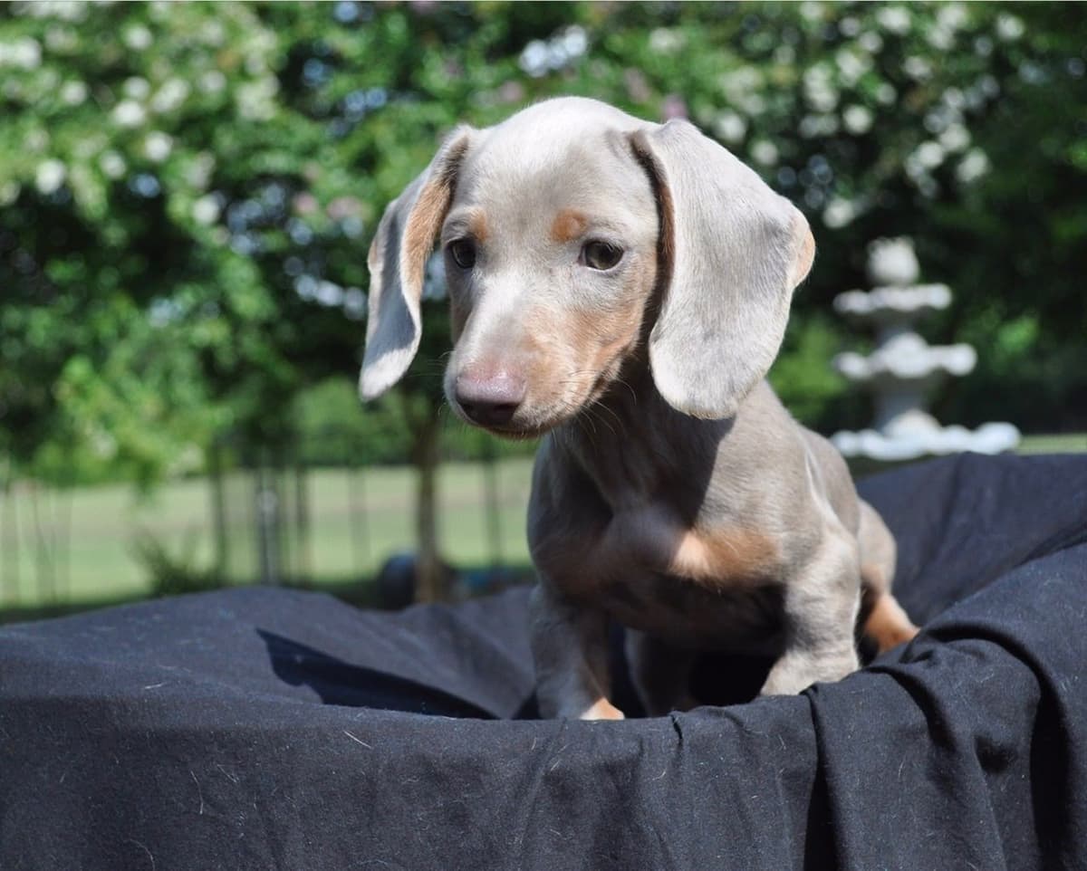 Dachshund Puppies breeder image 24
