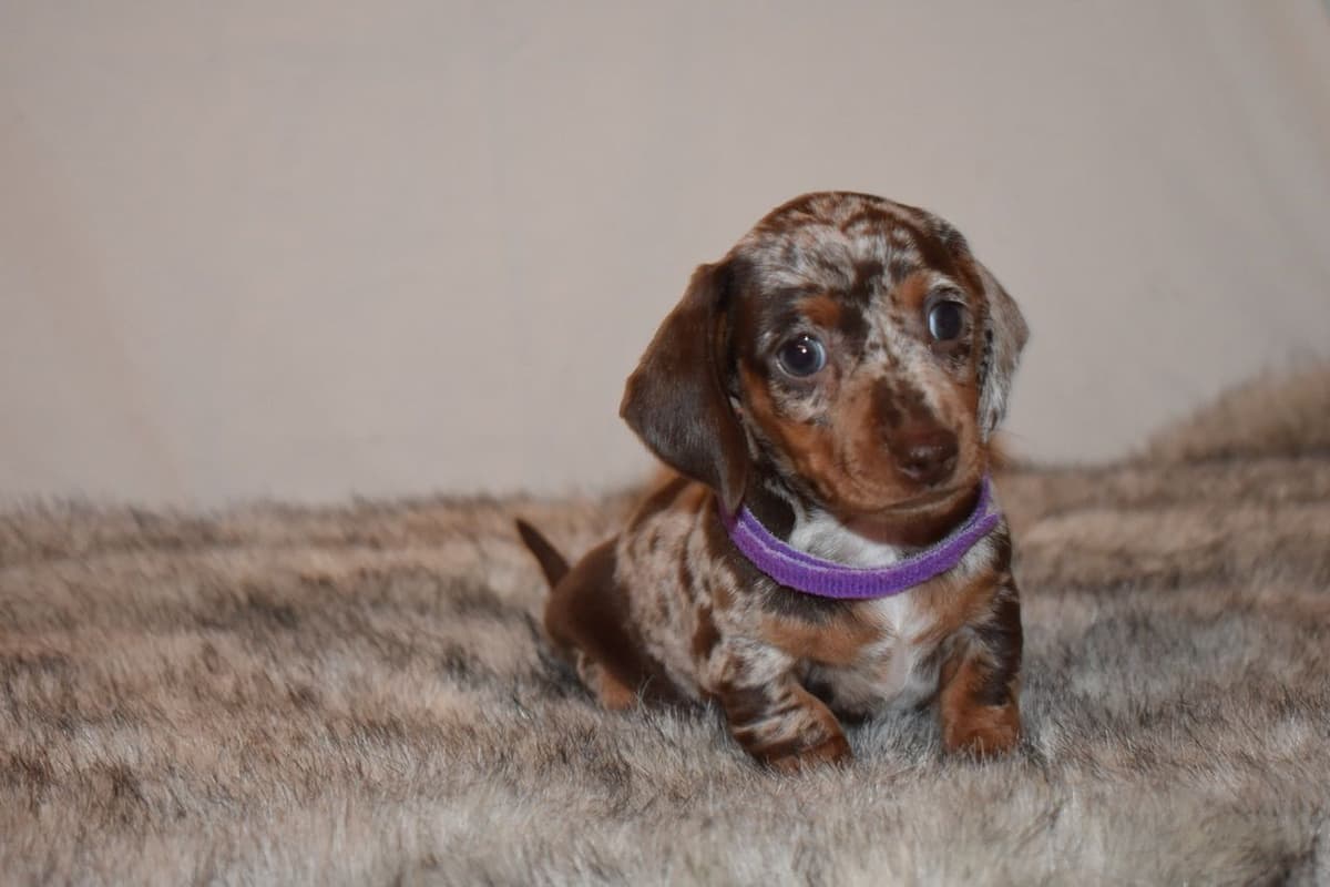 Dachshund Puppies breeder image 29