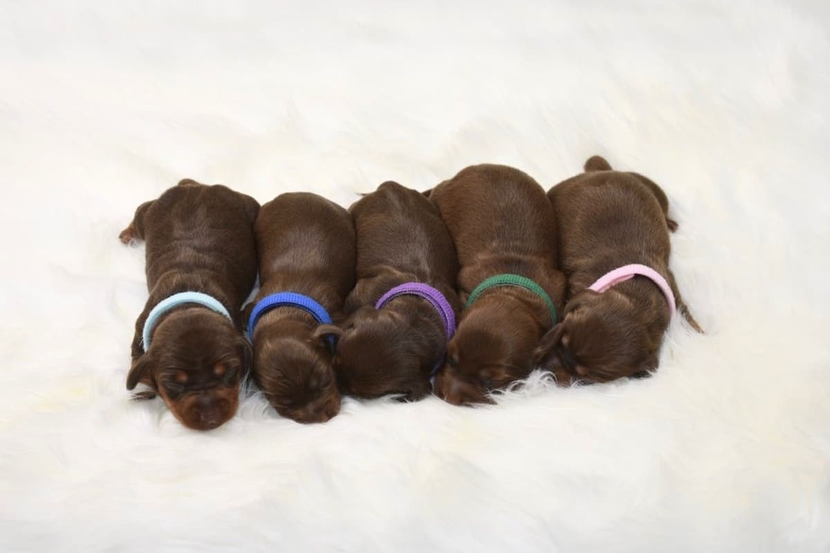 Dachshund Puppies breeder image 30