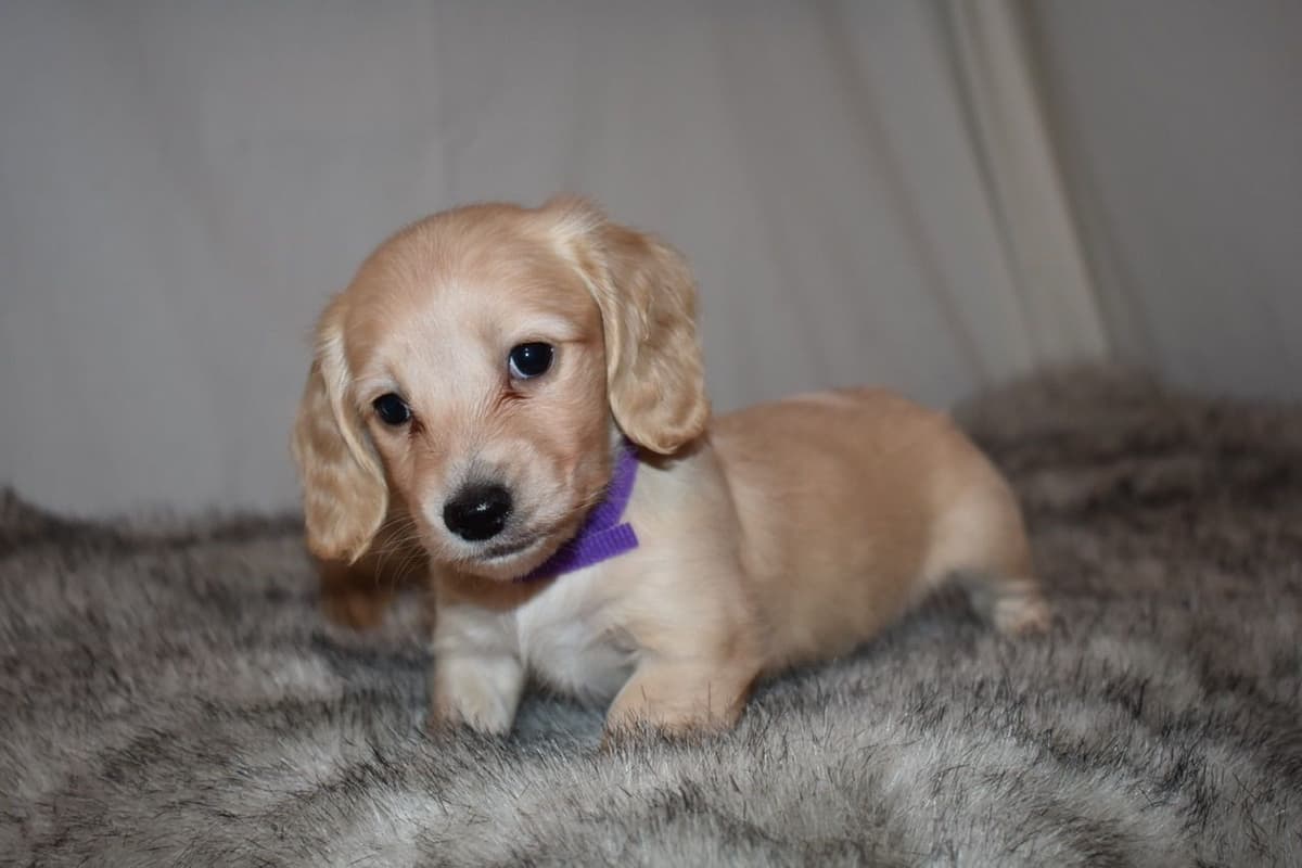 Dachshund Puppies breeder image 31