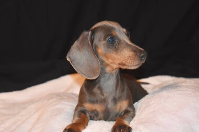 Dachshund Puppies media 2