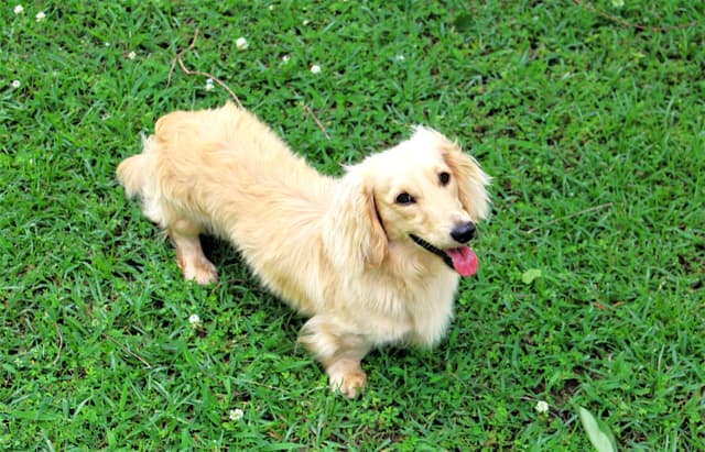 Dachshund Puppies media 2
