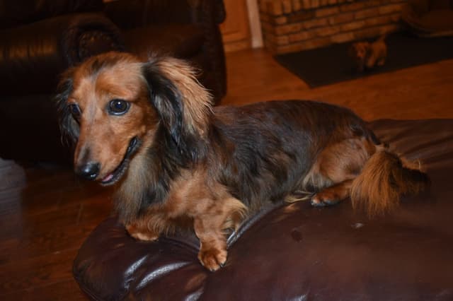 Dachshund Puppies media 2