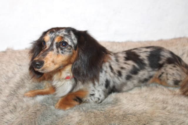 Dachshund Puppies media 2