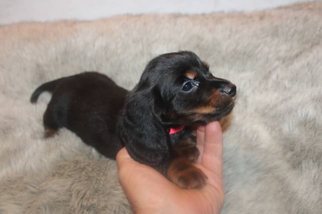 Dachshund Puppies media 3