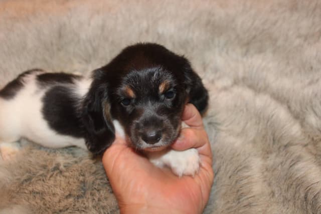 Dachshund Puppies media 4