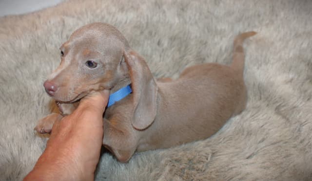 Dachshund Puppies media 4