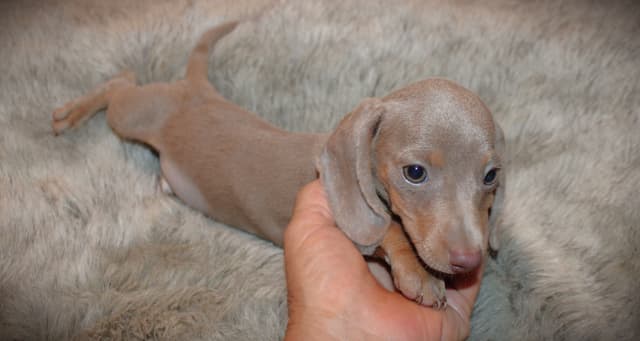Dachshund Puppies media 3
