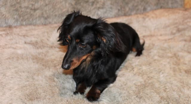 Dachshund Puppies media 2