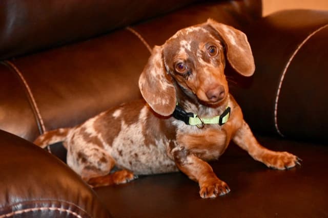 Dachshund Puppies media 2