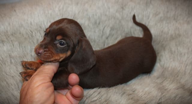Dachshund Puppies media 3