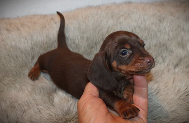 Dachshund Puppies media 4