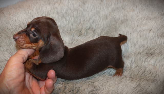 Dachshund Puppies media 6