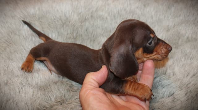 Dachshund Puppies media 7