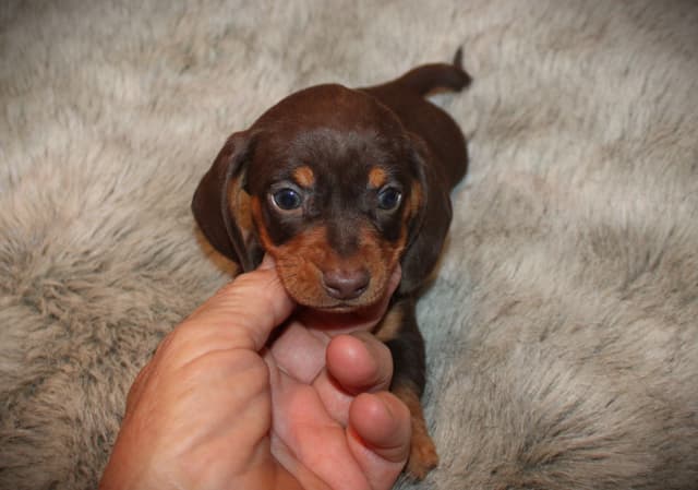 Dachshund Puppies media 8