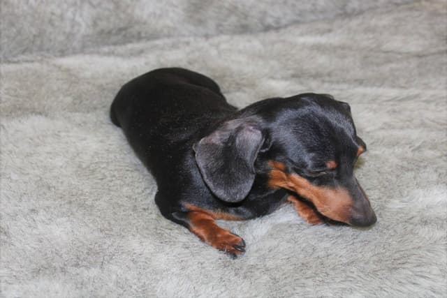 Dachshund Puppies media 2