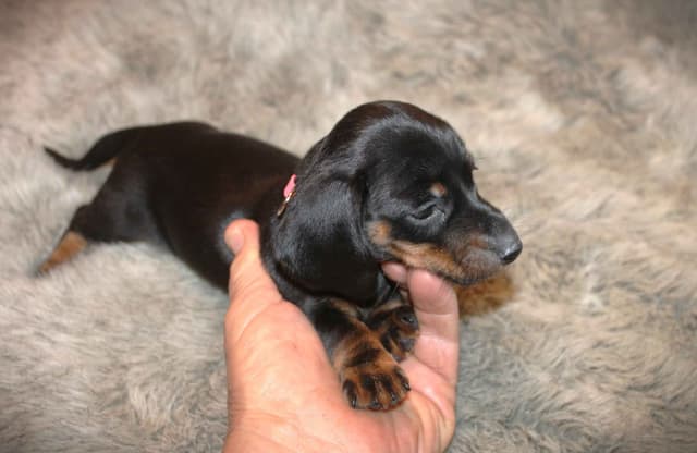 Dachshund Puppies media 3