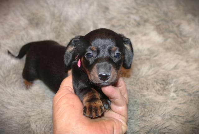 Dachshund Puppies media 4