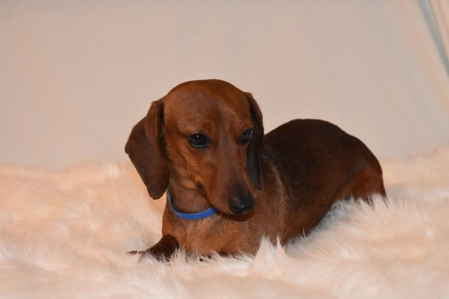 Dachshund Puppies media 2