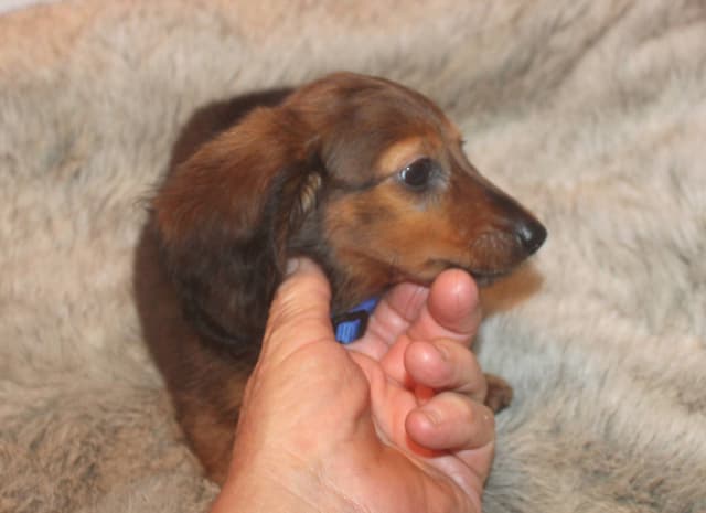Dachshund Puppies media 3