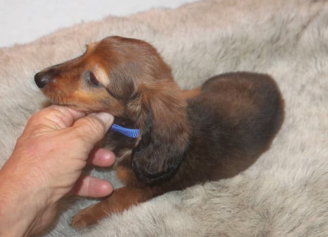 Dachshund Puppies media 4