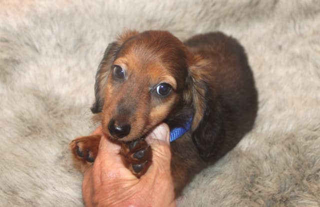 Dachshund Puppies media 5