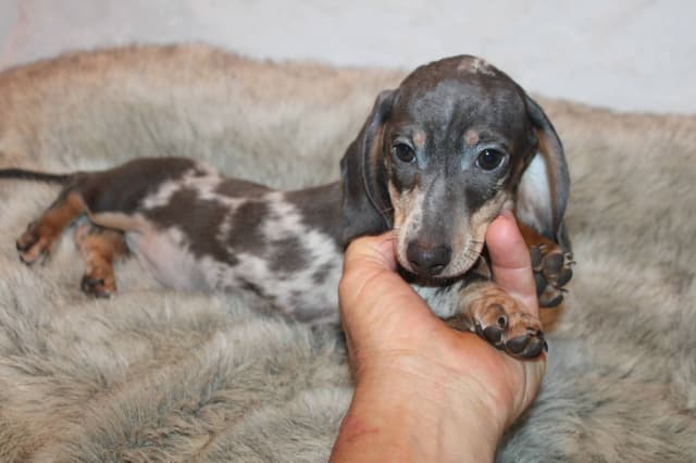 Dachshund Puppies media 4