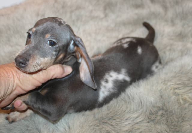 Dachshund Puppies media 3