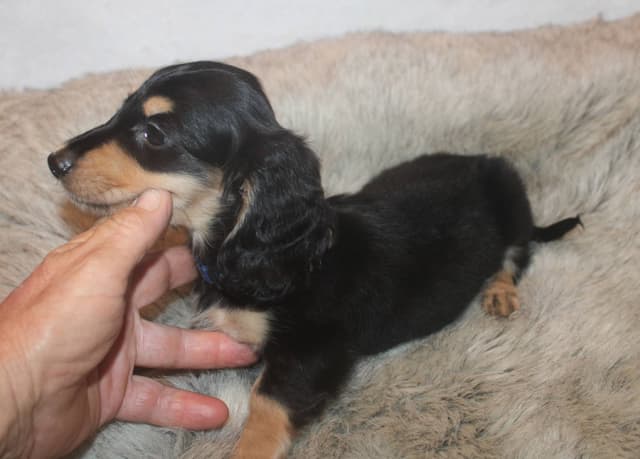 Dachshund Puppies media 3