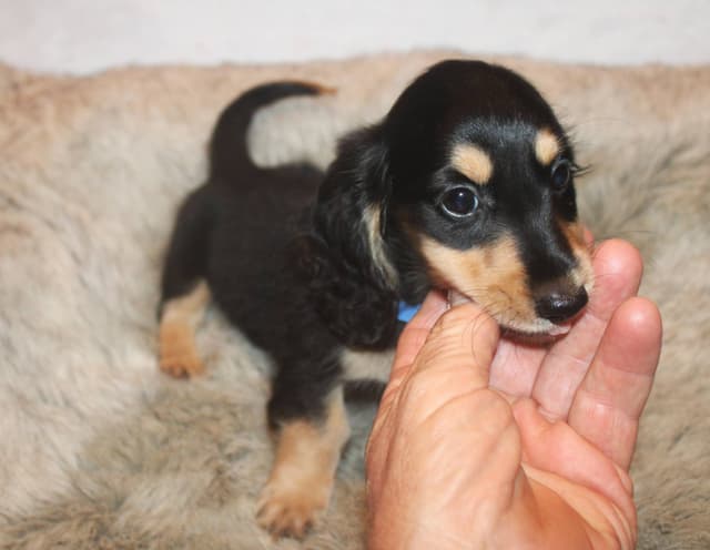 Dachshund Puppies media 4