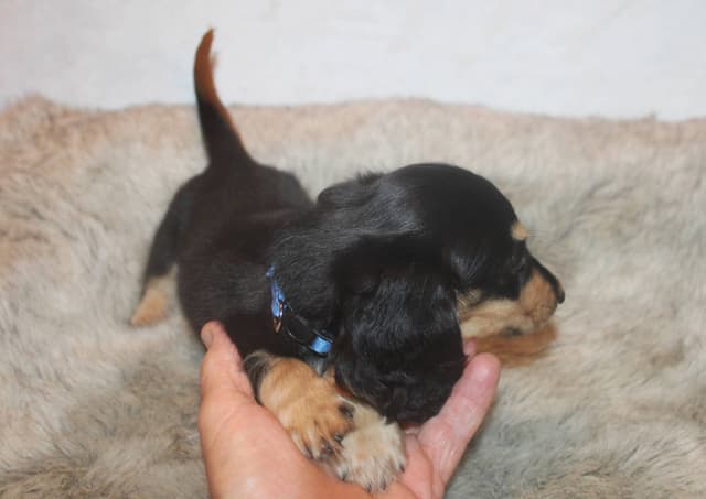 Dachshund Puppies media 5